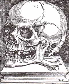 skull